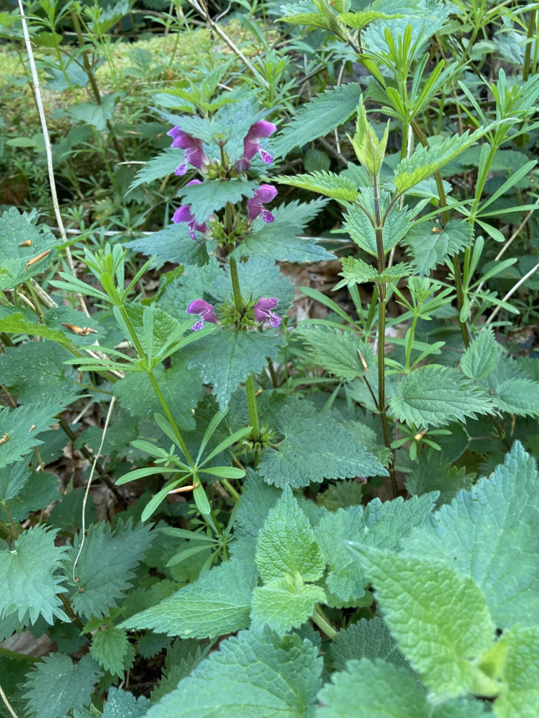 Essbare Wildpflanzen