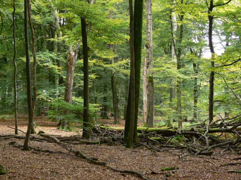 Waldspaziergang zur Naturwaldzelle am Geldenberg
